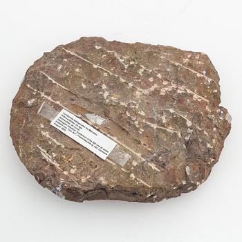 A fossil, reportedly from Morocco.