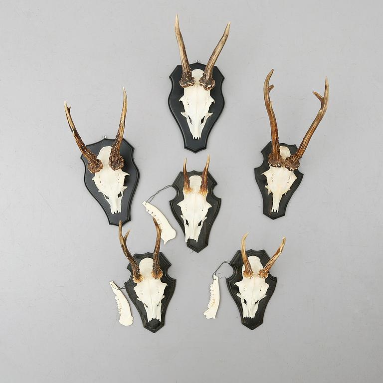 JAKTTROFÉER, 6 st, rådjurshorn.