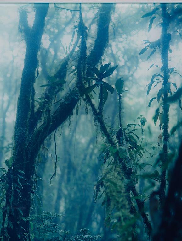 Denise Grünstein, "Cloud Forests".