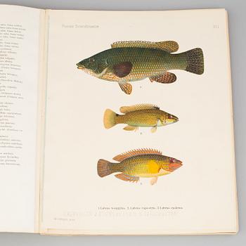 BOOK, "Scandinavien Fishes", B. Fries, C.U Ekeström, C Sundevall. No 0170. Dated 1895.