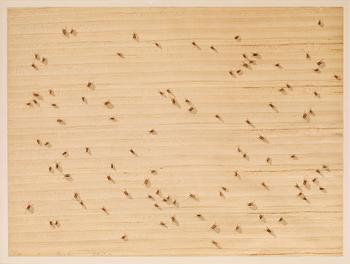 44. Ed Ruscha, "Cockroaches", ur: "Insects".