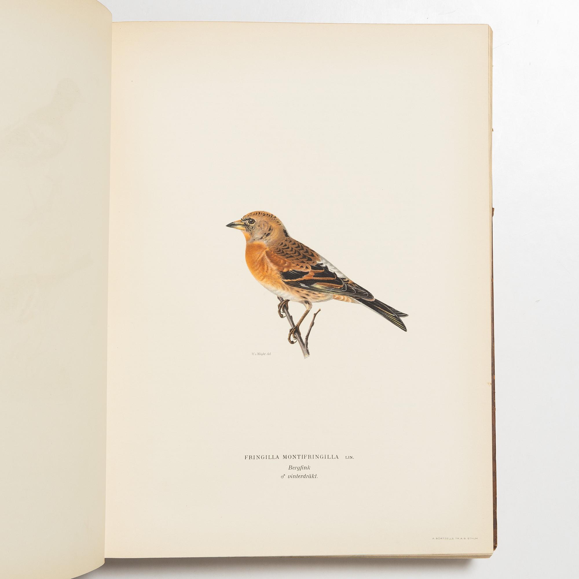 Bröderna von Wright, bokverk, 3 band, "Svenska fåglar", A. Börtzells tryckeri AB, Stockholm, 1927-1929.