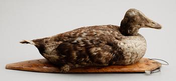 VETTE, tidigt 1900-tal.