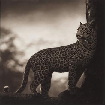 208. Nick Brandt, "Leopard in Crook of Tree, Nakuru, 2007".