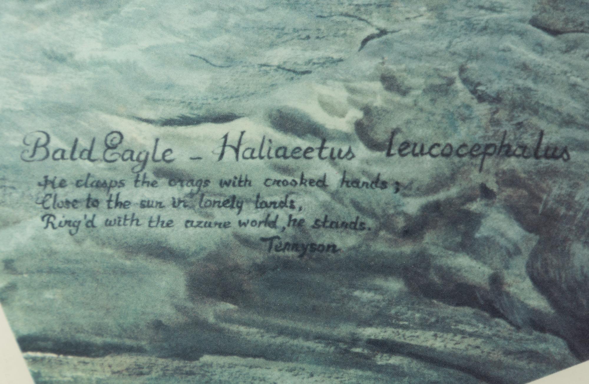 Basil Ede,  "Bald Eagle".