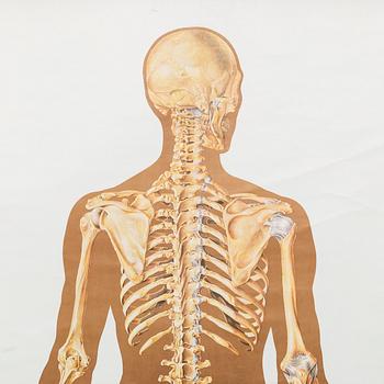 POSTER, MALE SKELETON, Deutsche Hygiene Museum Dresden.
