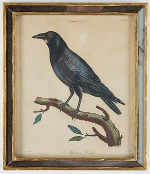 KOPPARSTICK, 2 st, kolorerade, 1800-tal.