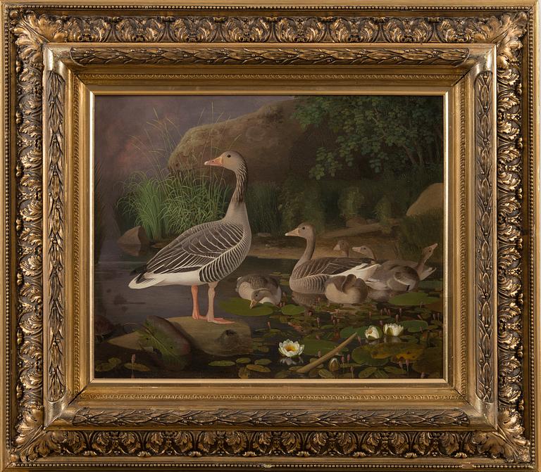 FERDINAND VON WRIGHT, "GRÅGÅSFAMILJ".