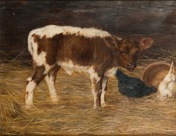 Anna af Forselles-Schybergson, Curious calf.