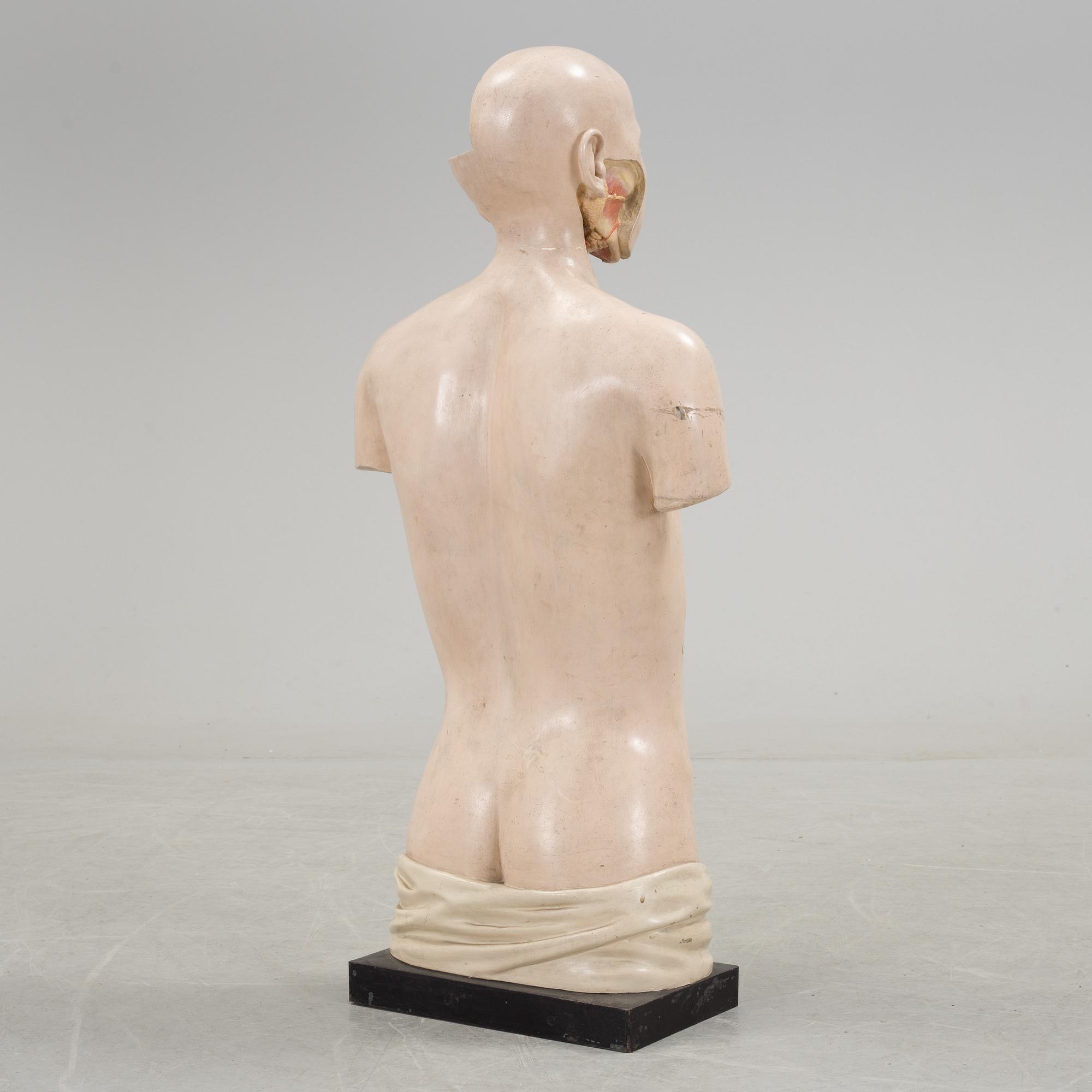 An anatomical model by Franz Jos. Steger, Leipzig, mid 20th century.