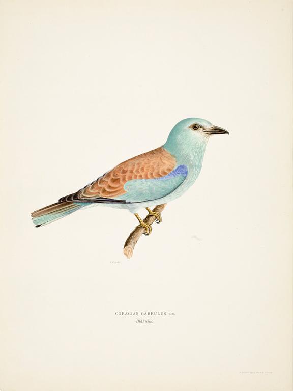 LITOGRAFISKA TRYCK, 200 st, ur von Wrights "Svenska fåglar", 1920-tal.