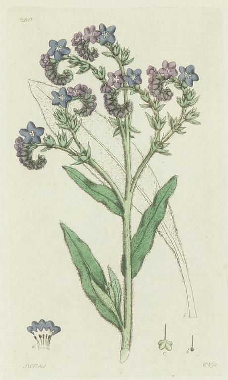 Twelve hand-coloured engravings, J.W. Palmstruch, from 'Svensk Botanik', 1802-1840.