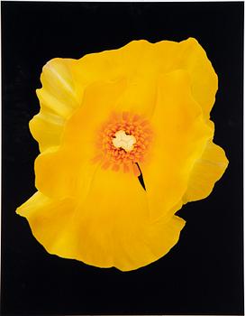 Helene Schmitz, "System och passion2, 4 c-print mounted on aluminum, 2004/2007, signed 10/10.