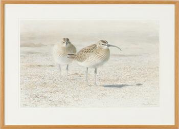 Lars Jonsson, Long-billed Curlew.