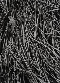 462. Hans Hammarskiöld, "Frost", 1952.