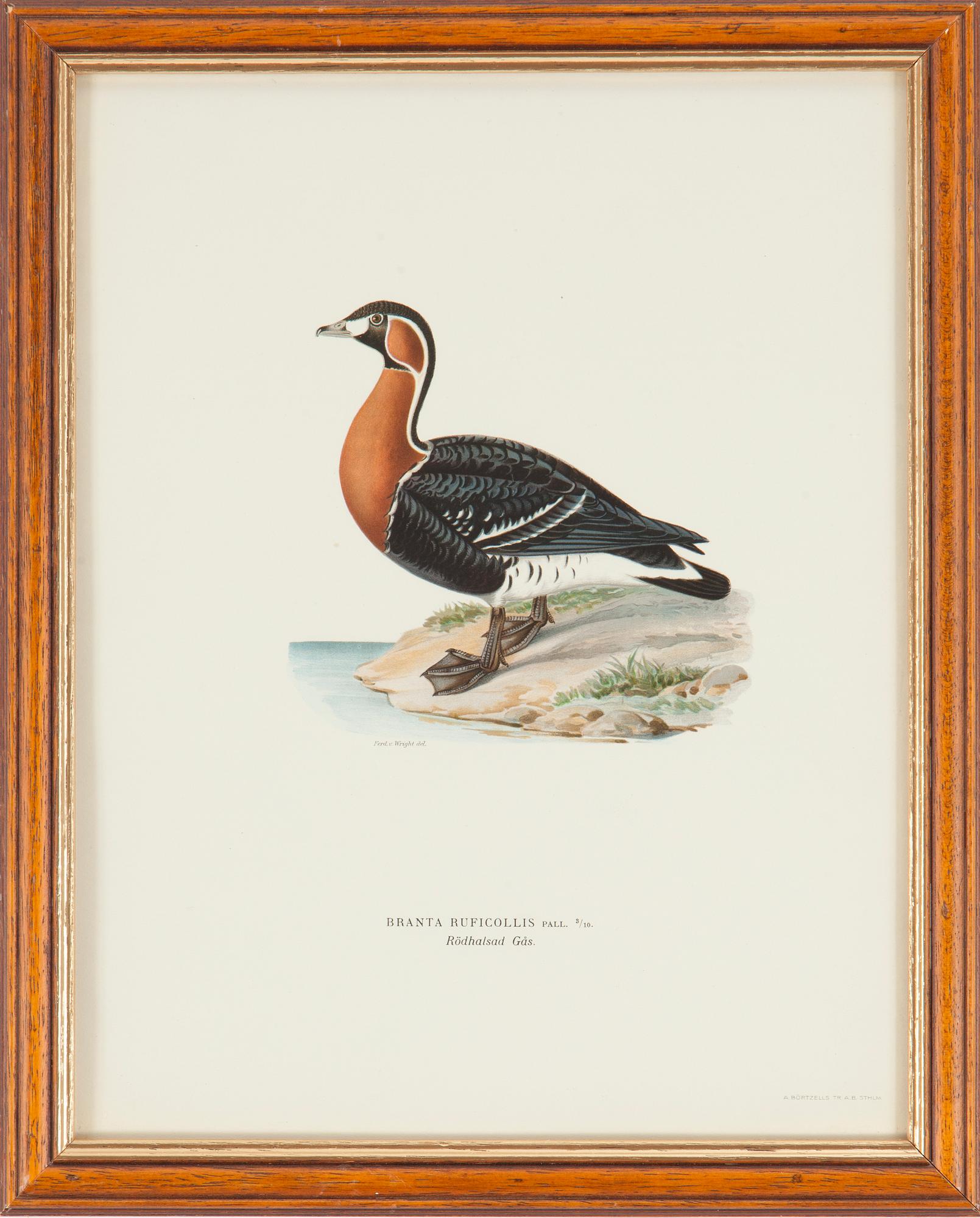 LITOGRAFISKA TRYCK, 5 st, ur M och W von Wrights "Svenska fåglar", A. Börtzells, Stockholm, 1917-29.