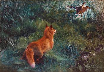 Bruno Liljefors, Fox and lifting mallard.