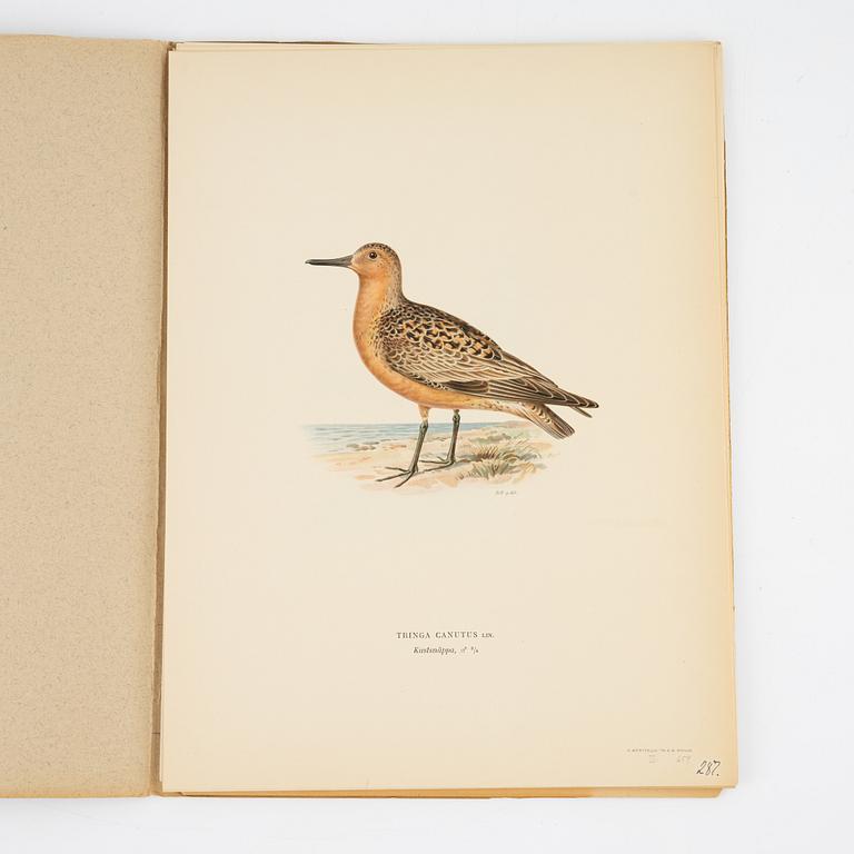 Bröderna von Wright, a group of 'Svenska fåglar' litographs, Ivar Baarsens förlag, Stockholm, 1920's.