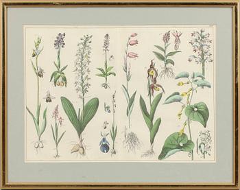 GRAFISKA BLAD, 4 st, 1800/1900-tal.
