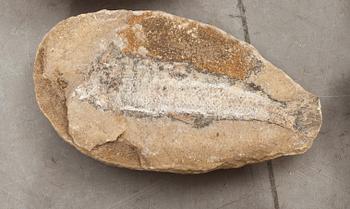 FOSSILER, 8 st.