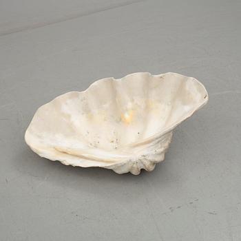 MUSSLA, fossil.