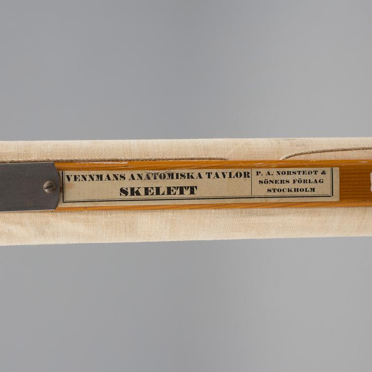 SKOLPLANSCH, "Skelett", Gustaf Wennman, utgiven av P.A Norstedt & Söners förlag Stockholm, 1900-talets första hälft.