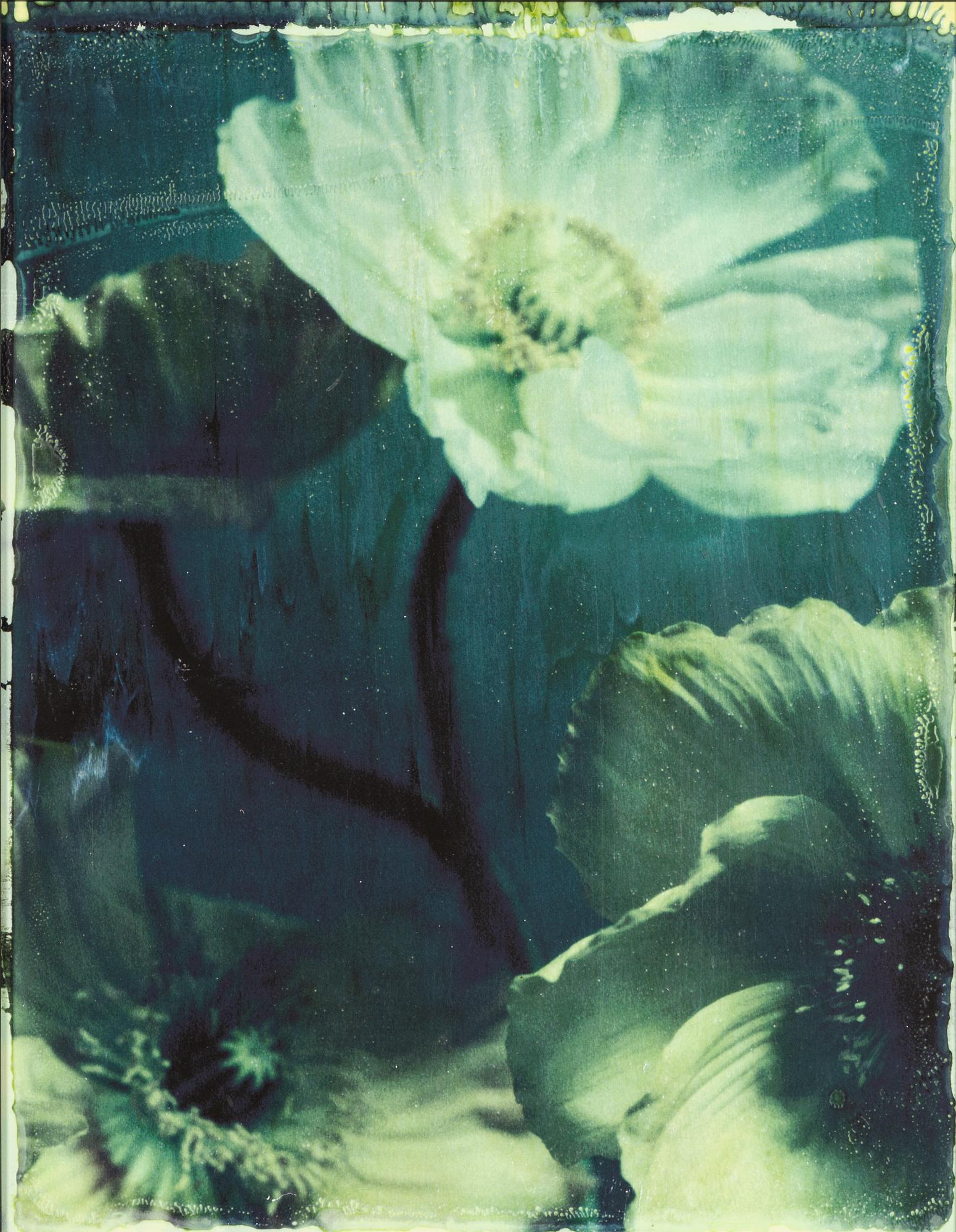 Ewa-Marie Rundquist, "Vallmo 2", 2007.