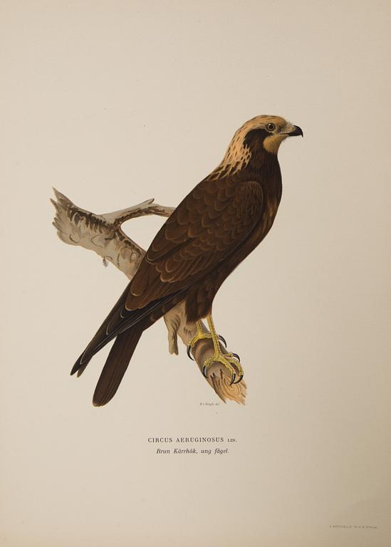Lithographic prints from M and W von Wrights book "Svenska fåglar", printed at A. Börtzells in Stockholm, 20th century.