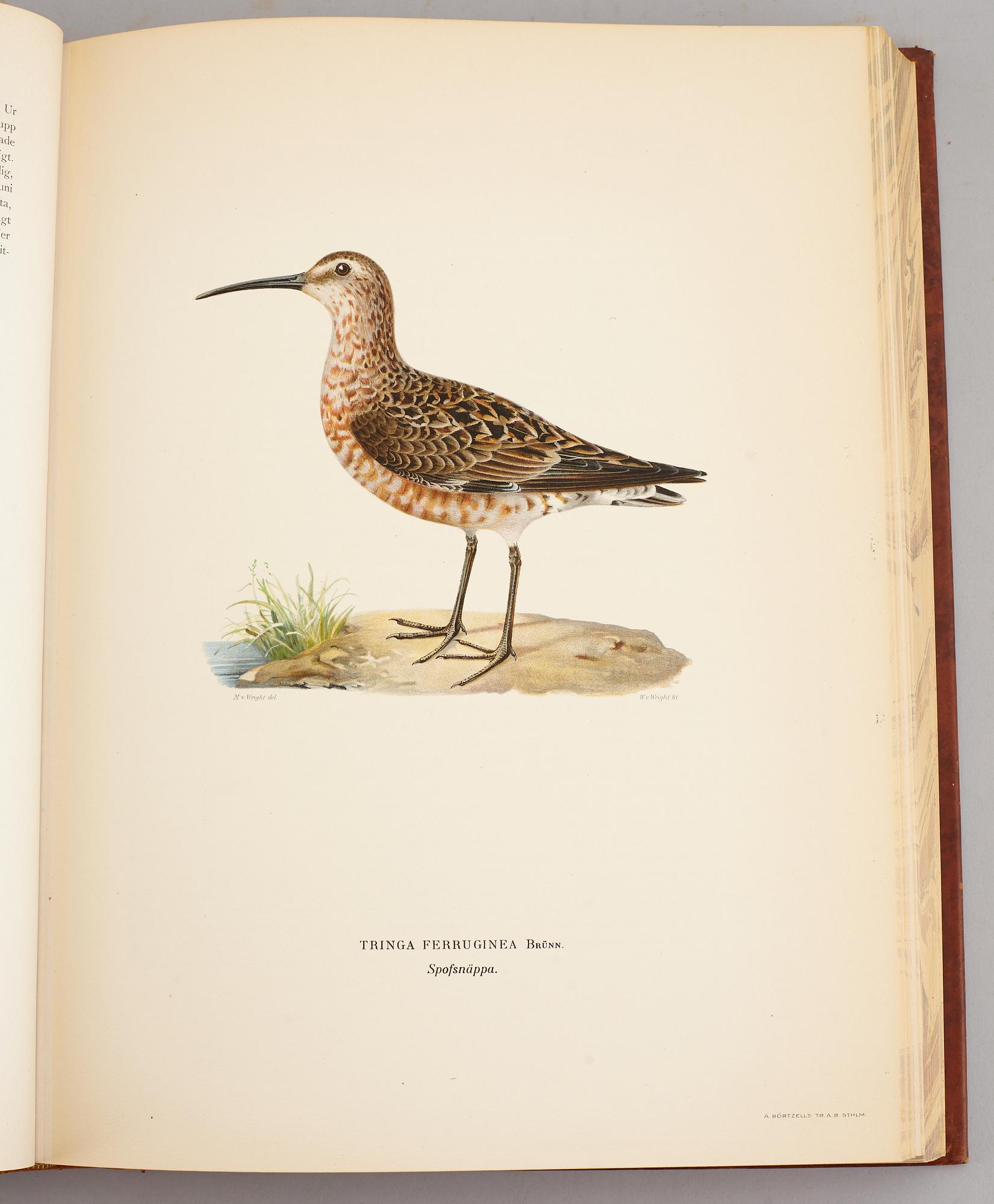 A set of three books about Swedish birds by von Wright. 1927.