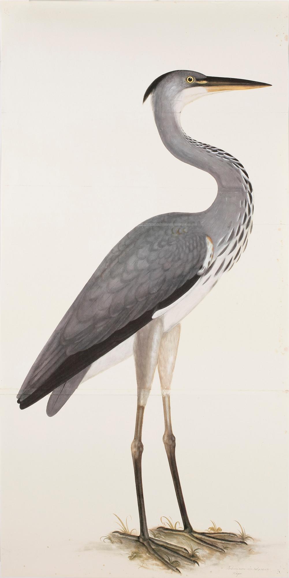 BÖCKER, 2+2 samt MAPP, Rudbecks Fågelboken/Book of Birds, Olof Rudbeck dy, René Coeckelberghs Bokförlag, Stockholm, 1986.