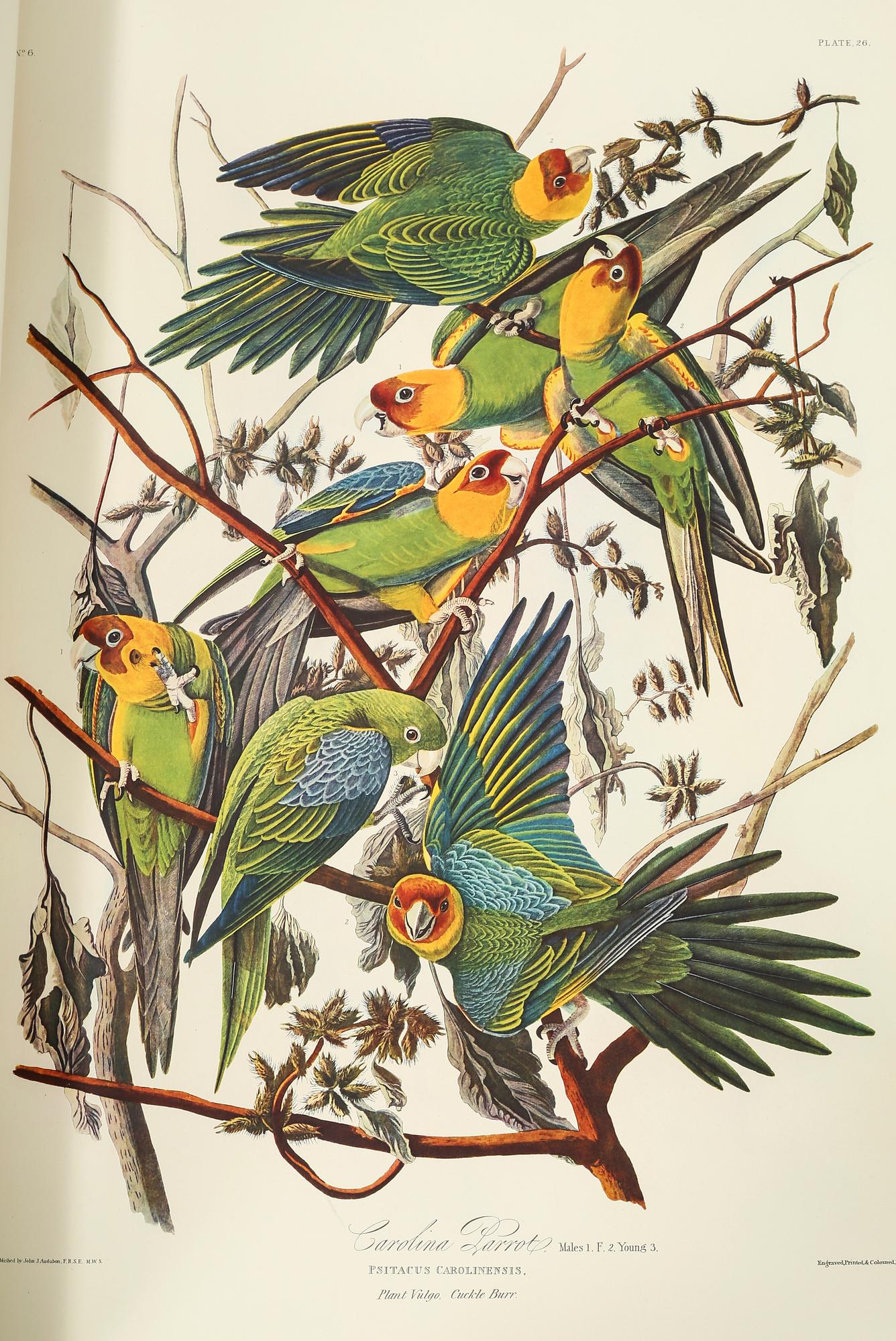 BOK, "The Birds of America", volym I, John James Audubon, numrerad 456/500, 1973.