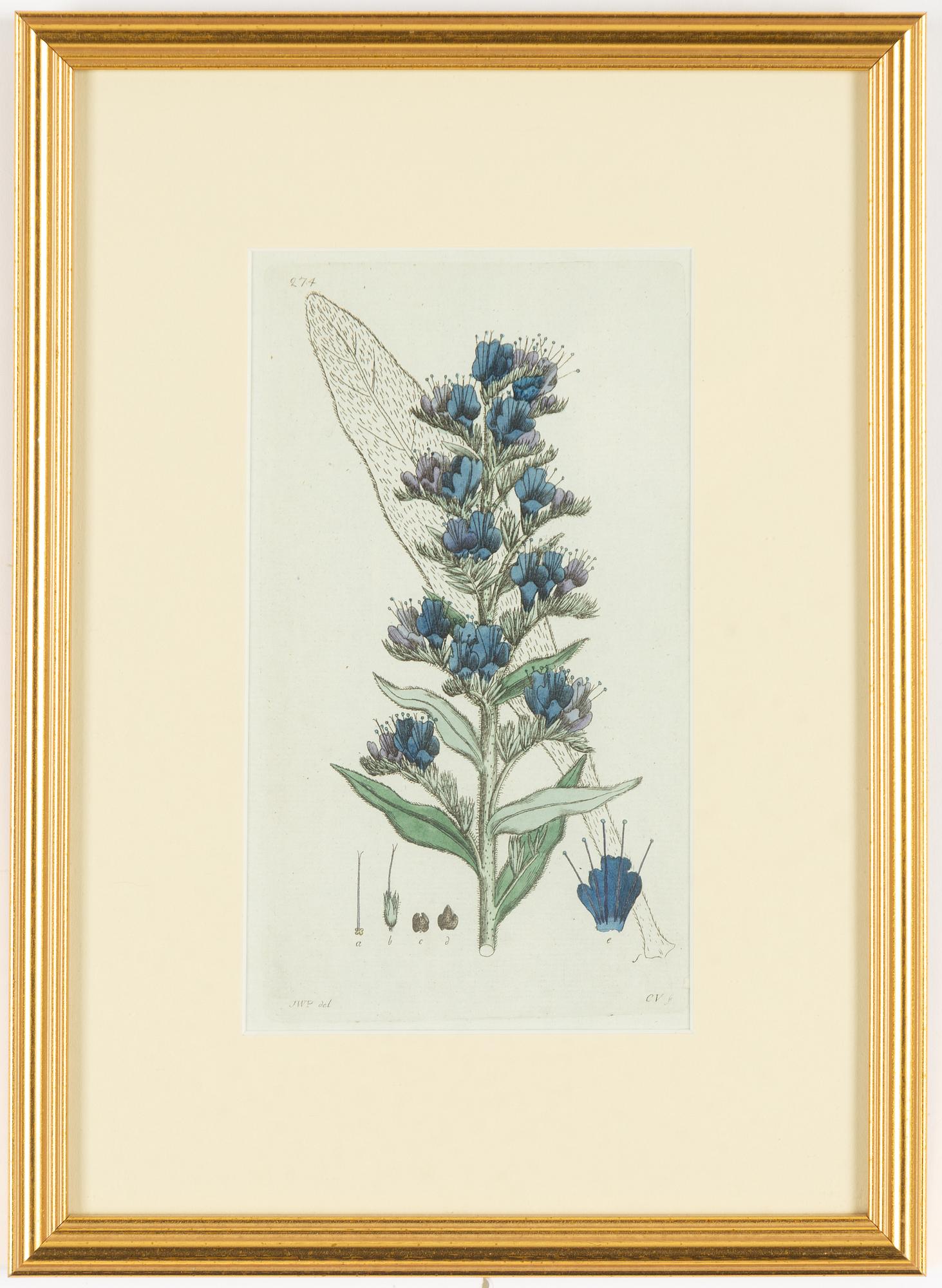 Twelve hand-coloured engravings, J.W. Palmstruch, from 'Svensk Botanik', 1802-1840.