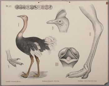 SKOLPLANSCHER, 6 st, litografi, Dybdahls zoologiske plancher. Thon & Co, Oslo samt F. Tilgmann, Helsingfors 1912.