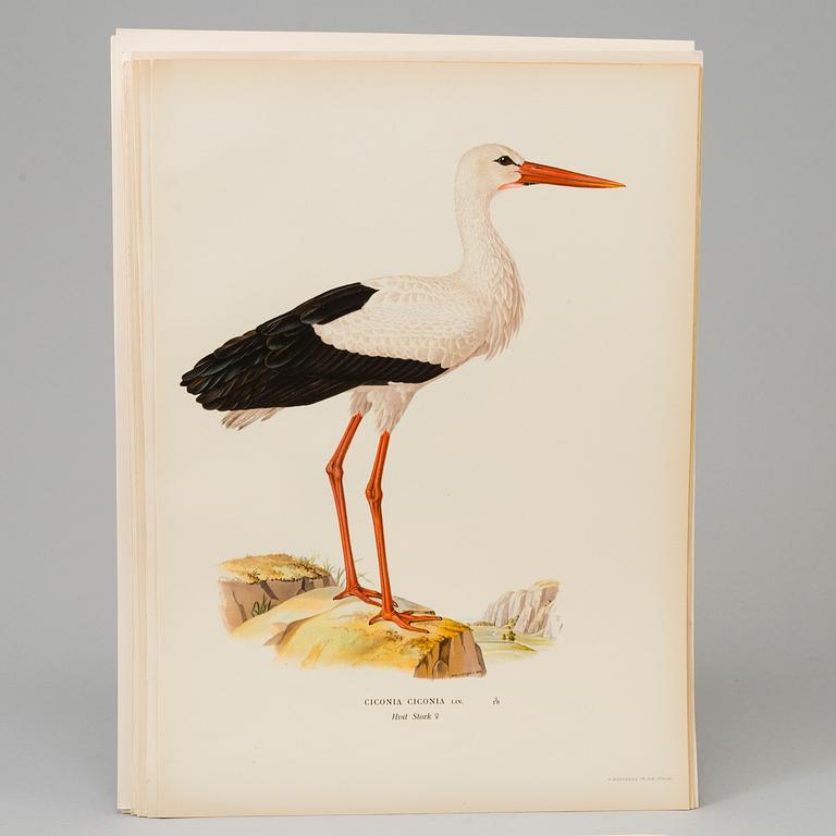 LITHOGRAPH, 30 pcs, after von Wright, Magnus, Wilhelm and Ferdinand & Hallberg, Bror. A. Börtzell, Stockholm.