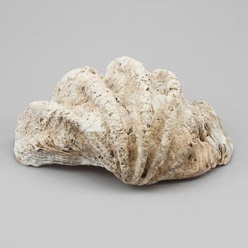FOSSIL, mussla.