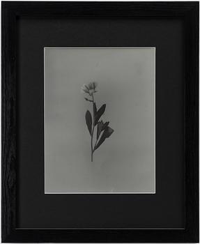 Ava Valsten, "Skammens och rodnadens blommor".