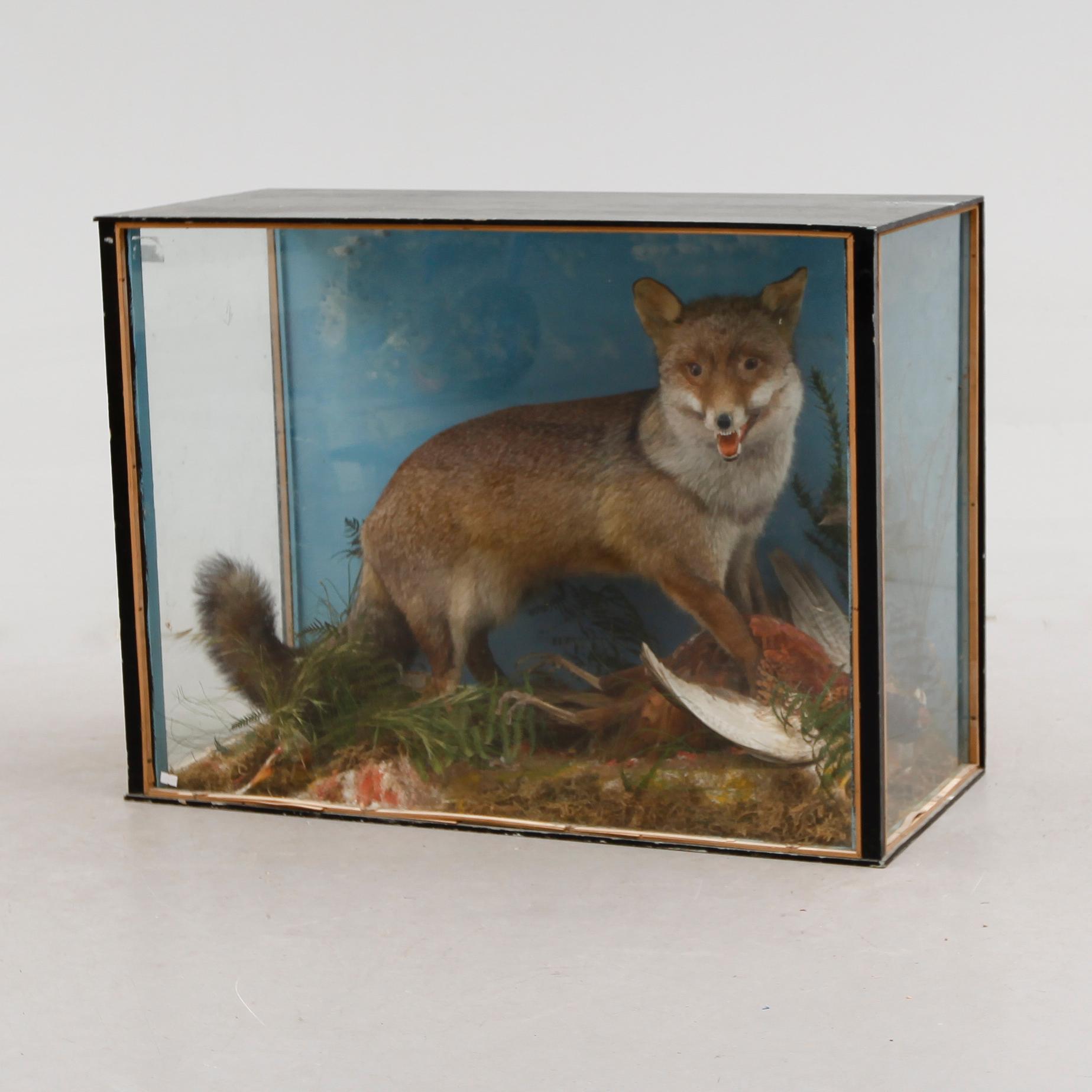 DIORAMA, med uppstoppad räv och fasan, 1900-talets första hälft.