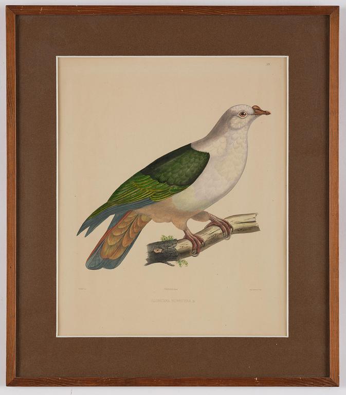 A set of eight plates from "Iconographie des pigeons" by Charles Lucien Bonaparte.