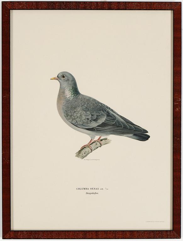LITOGRAFIER, 15 stycken, ur "Svenska fåglar", Magnus och Wilhelm von Wright, A Börtzells, 1900-talets första hälft.