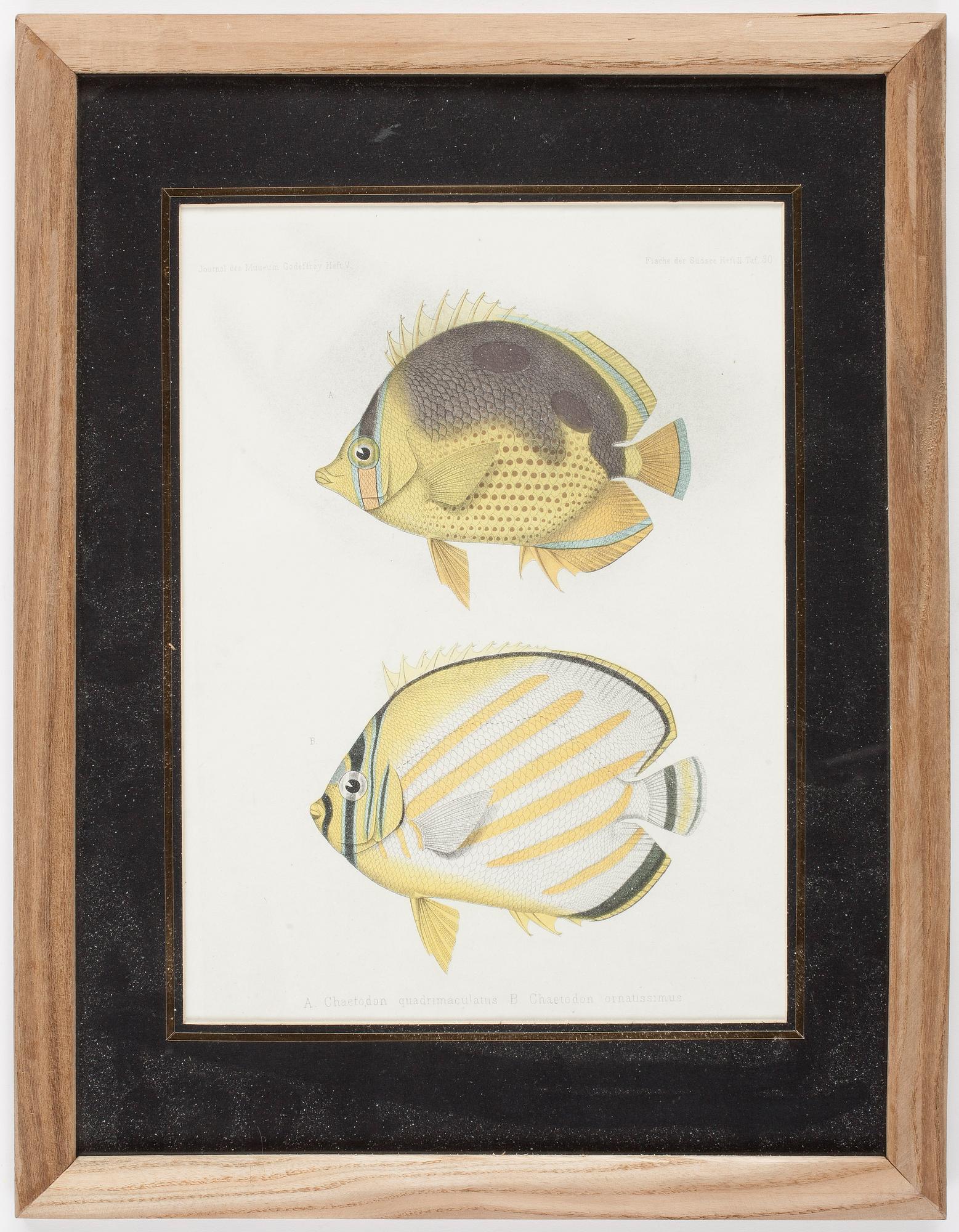 GRAVYRER, 2 st, handkolorerade, ur "Journal des Museum Godeffroy" Heft. V. 1800-talets slut.