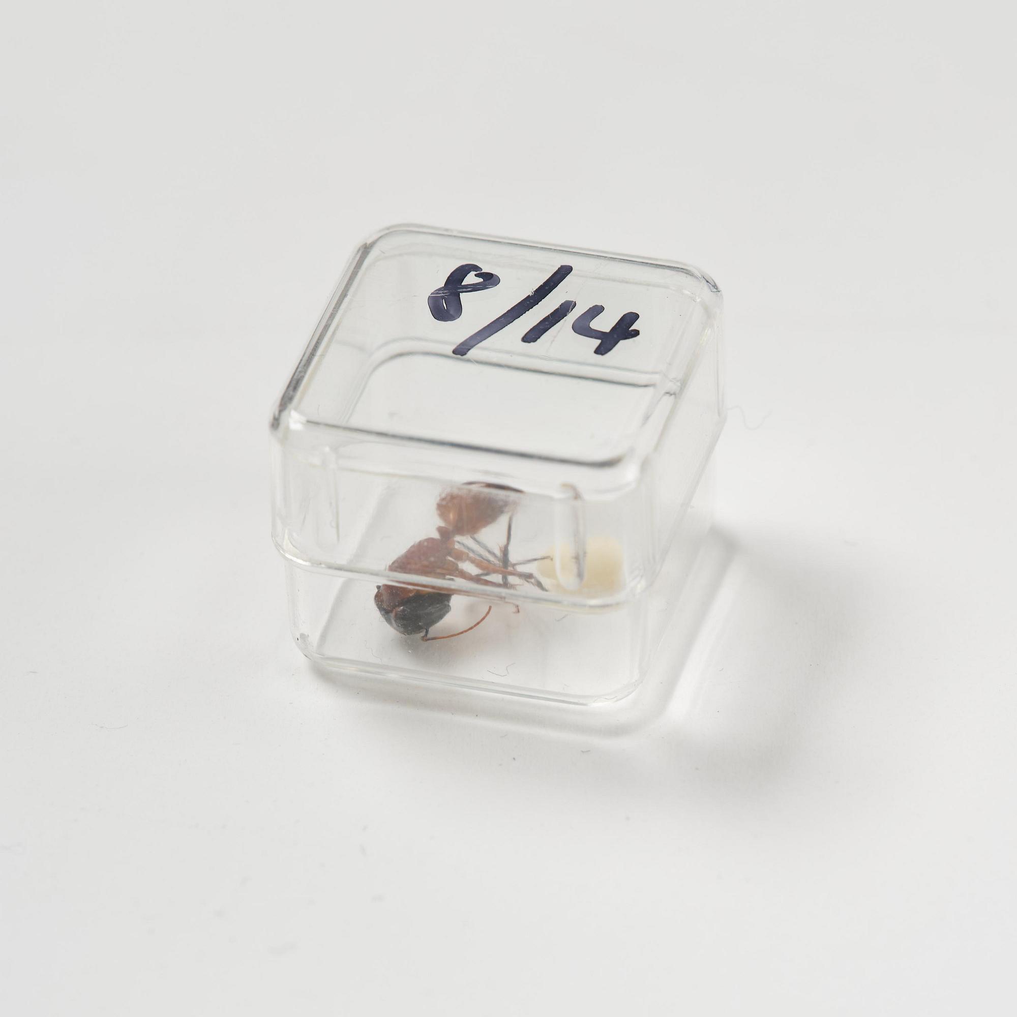 Rosemarie Trockel & Kirsten Ortwed, "Blue Box", 1990.