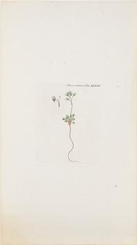 GRAVYRER, 10 st, kolorerade, ur bok om Flora Danica, 1800-tal.