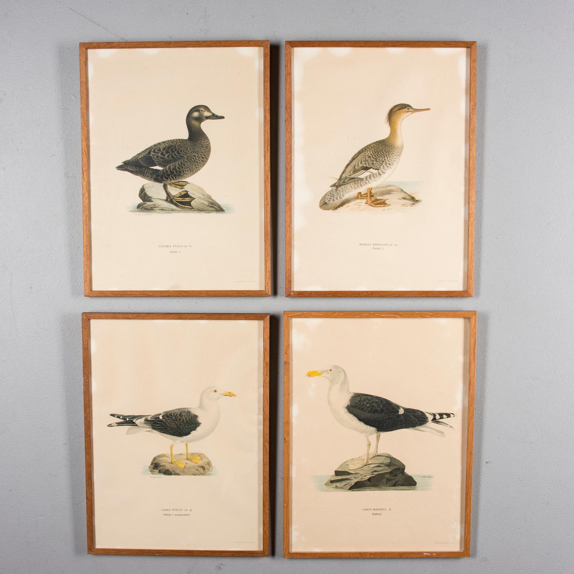 LITOGRAFIER, 4 st, efter von Wright, Magnus, Wilhelm & Ferdinand & Hallberg, Bror. A. Börtzell, Stockholm.