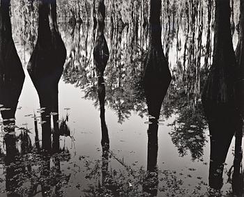 158. Brett Weston, "Cypress Trees and Swamp, North Carolina", 1947.