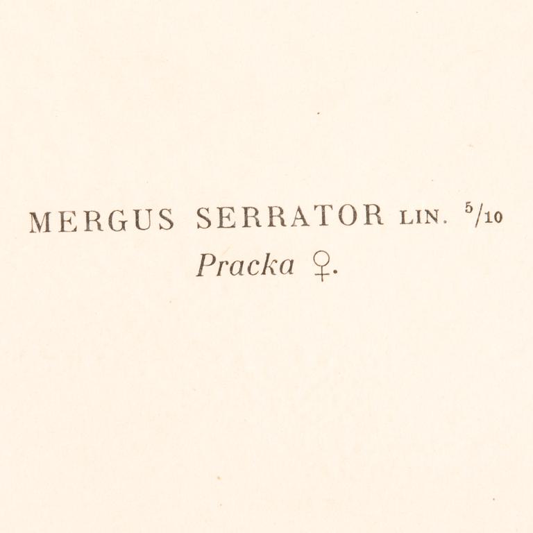 LITOGRAFIER, 4 st, efter von Wright, Magnus, Wilhelm & Ferdinand & Hallberg, Bror. A. Börtzell, Stockholm.