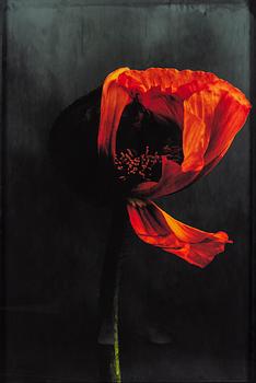 EWA-MARIE RUNDQUIST, Archival pigment print.