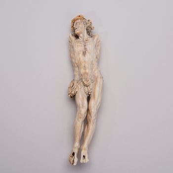 CORPUS, ben, 1600-tal.