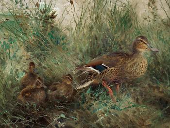 Mosse Stoopendaal, Mallards by water.