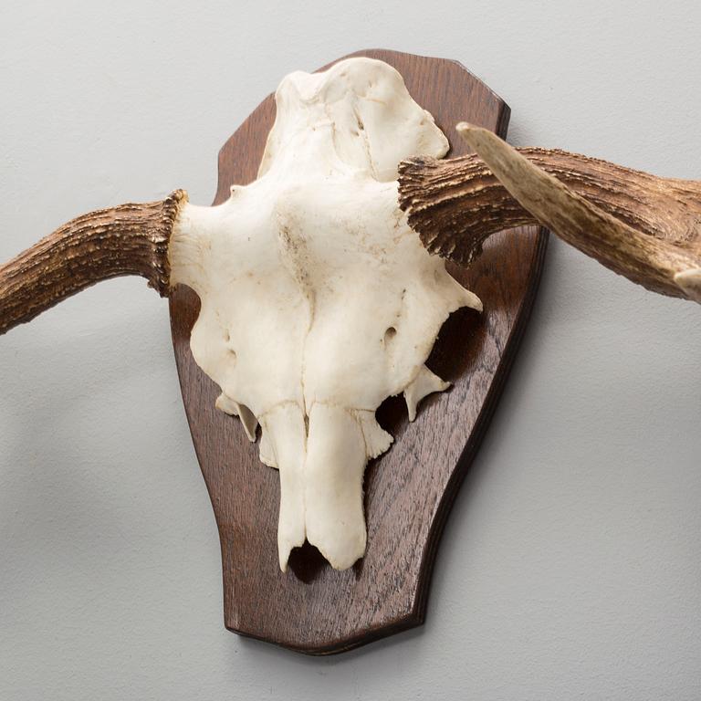 A 20th century hunting trophy.