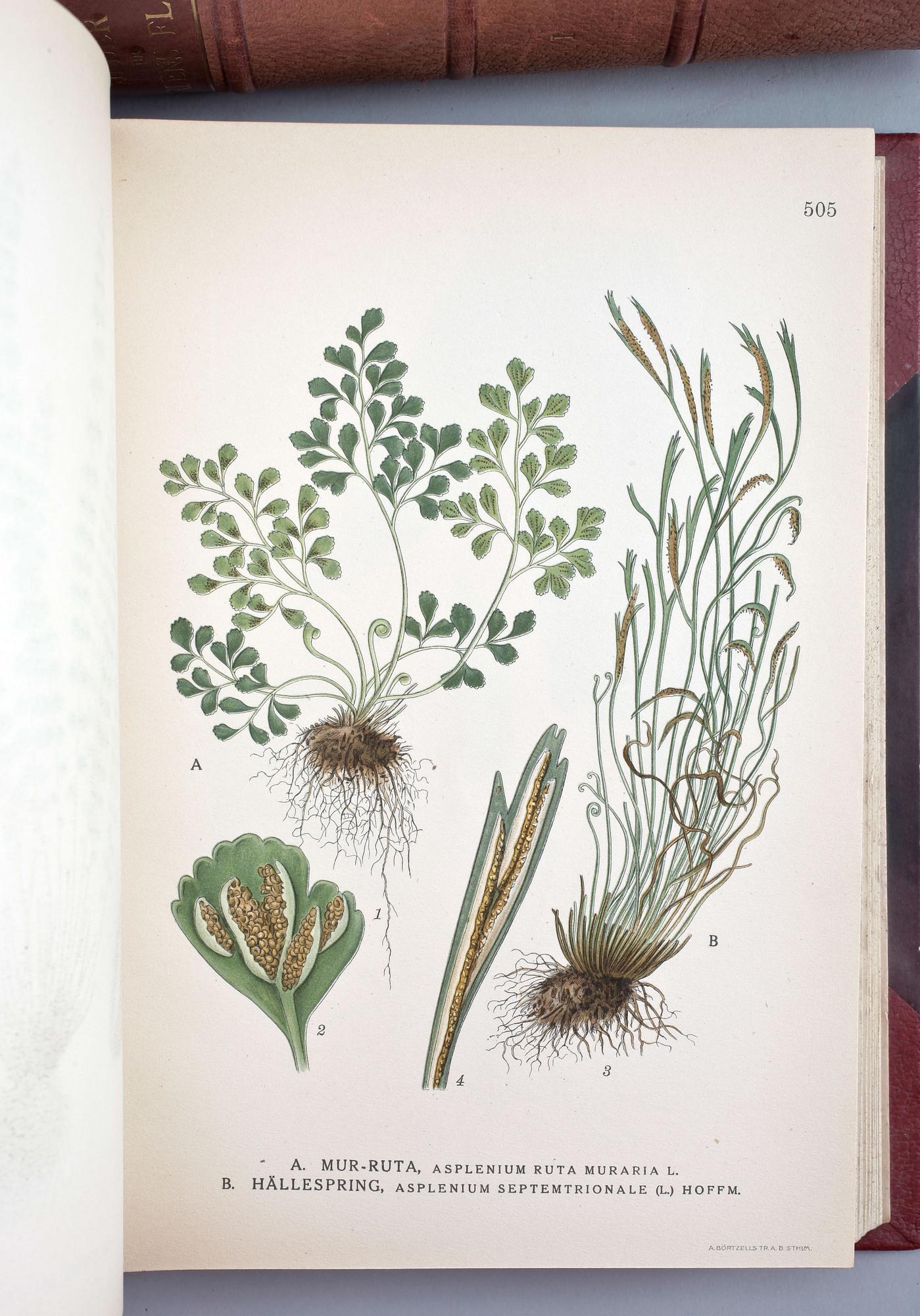 BOK, 3 vol, "Bilder ur Nordens Flora", I-III, CAM Lindman, Stockholm 1922-26.